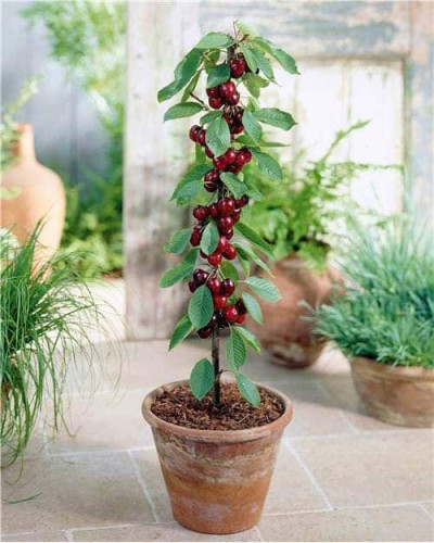 Вишня колоновидна | Вишня колоновидная | Prunus cerasus columnar
