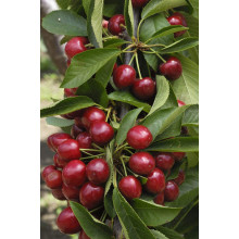 Вишня колоновидна | Вишня колоновидная | Prunus cerasus columnar