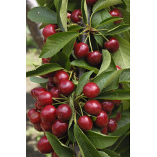 Вишня колоновидна | Вишня колоновидная | Prunus cerasus columnar