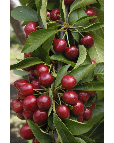 Вишня колоновидна | Вишня колоновидная | Prunus cerasus columnar