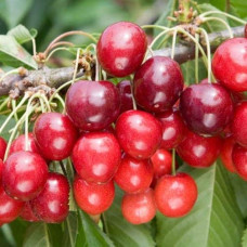 Вишня колоновидна | Вишня колоновидная | Prunus cerasus columnar