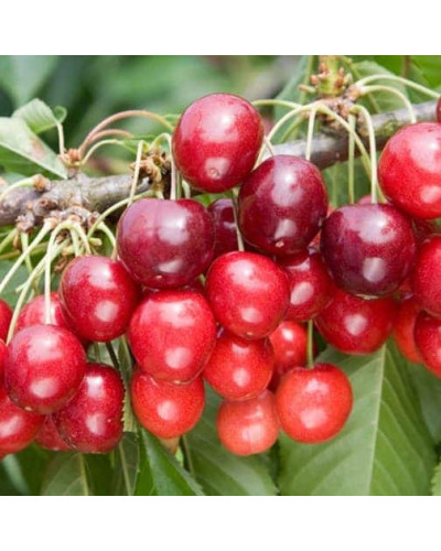 Вишня колоновидна | Вишня колоновидная | Prunus cerasus columnar