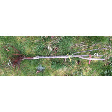 Вишня колоновидна | Вишня колоновидная | Prunus cerasus columnar