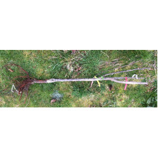 Вишня колоновидна | Вишня колоновидная | Prunus cerasus columnar