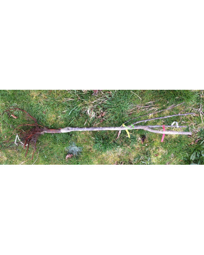 Вишня колоновидна | Вишня колоновидная | Prunus cerasus columnar