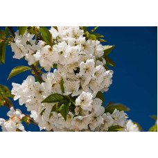 Вишня колоновидна | Вишня колоновидная | Prunus cerasus columnar