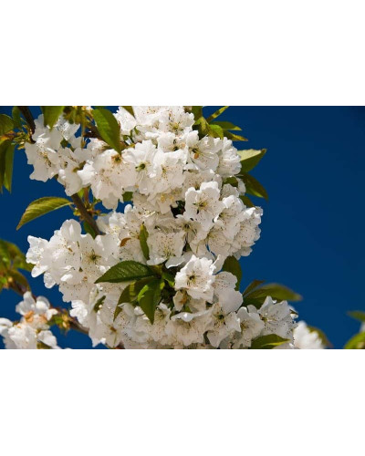 Вишня колоновидна | Вишня колоновидная | Prunus cerasus columnar
