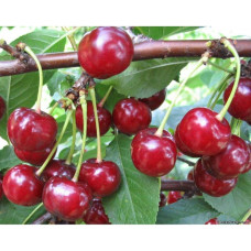 Вишня колоновидна | Вишня колоновидная | Prunus cerasus columnar