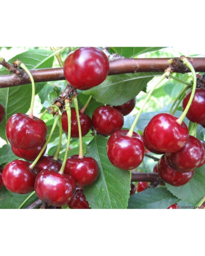 Вишня колоновидна | Вишня колоновидная | Prunus cerasus columnar