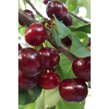 Вишня домашня Шпанка (рання) | Prunus cerasus Shpanka | Вишня домашняя Шпанка (ранняя)