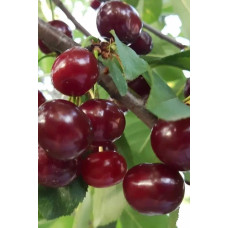 Вишня домашня Шпанка (рання) | Prunus cerasus Shpanka | Вишня домашняя Шпанка (ранняя)
