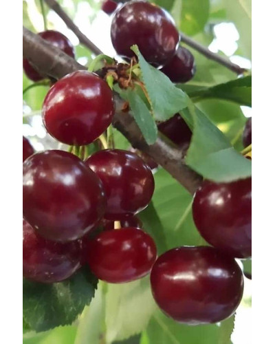 Вишня домашня Шпанка (рання) | Prunus cerasus Shpanka | Вишня домашняя Шпанка (ранняя)