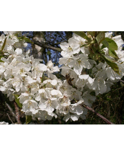 Вишня домашня Шпанка (рання) | Prunus cerasus Shpanka | Вишня домашняя Шпанка (ранняя)