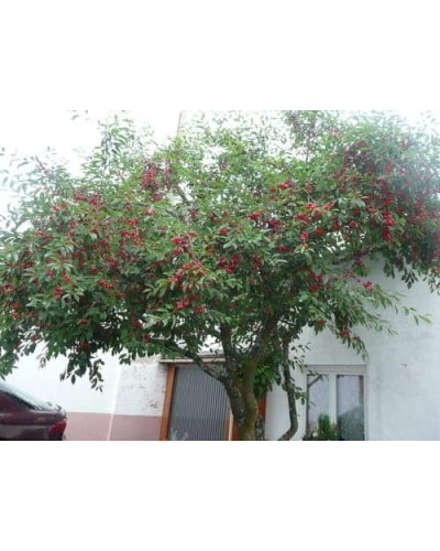 Вишня домашня Шпанка (рання) | Prunus cerasus Shpanka | Вишня домашняя Шпанка (ранняя)