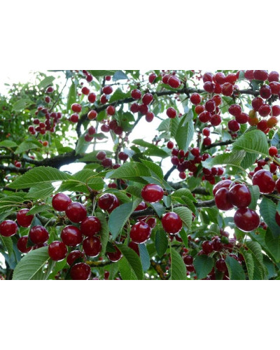 Вишня домашня Шпанка (рання) | Prunus cerasus Shpanka | Вишня домашняя Шпанка (ранняя)