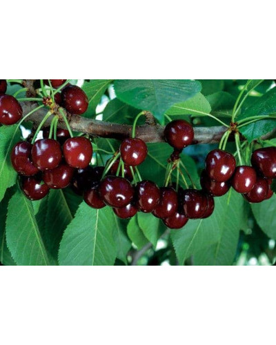 Вишня домашня Шпанка (рання) | Prunus cerasus Shpanka | Вишня домашняя Шпанка (ранняя)