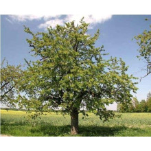Вишня домашня Шпанка (рання) | Prunus cerasus Shpanka | Вишня домашняя Шпанка (ранняя)