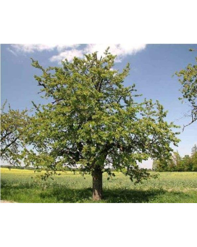 Вишня домашня Шпанка (рання) | Prunus cerasus Shpanka | Вишня домашняя Шпанка (ранняя)