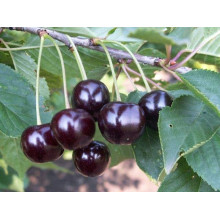 Вишня домашня Шпанка (рання) | Prunus cerasus Shpanka | Вишня домашняя Шпанка (ранняя)