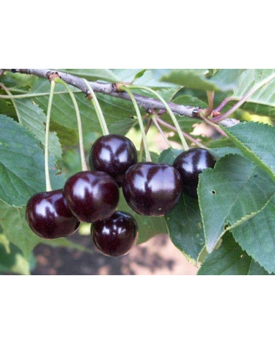 Вишня домашня Шпанка (рання) | Prunus cerasus Shpanka | Вишня домашняя Шпанка (ранняя)