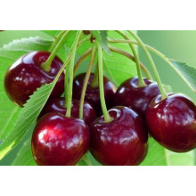 Вишня домашня Шпанка (рання) | Prunus cerasus Shpanka | Вишня домашняя Шпанка (ранняя)