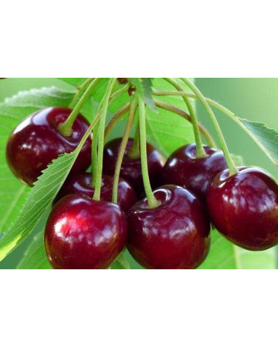 Вишня домашня Шпанка (рання) | Prunus cerasus Shpanka | Вишня домашняя Шпанка (ранняя)