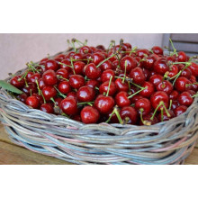 Вишня домашня Шпанка (рання) | Prunus cerasus Shpanka | Вишня домашняя Шпанка (ранняя)