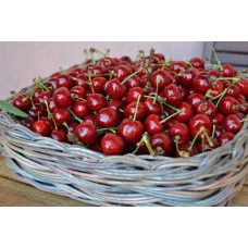 Вишня домашня Шпанка (рання) | Prunus cerasus Shpanka | Вишня домашняя Шпанка (ранняя)