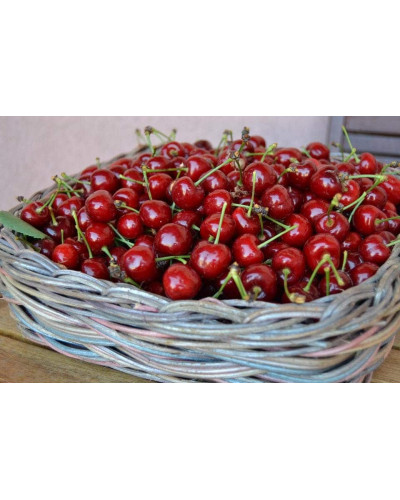 Вишня домашня Шпанка (рання) | Prunus cerasus Shpanka | Вишня домашняя Шпанка (ранняя)
