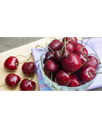 Вишня домашня Шпанка (рання) | Prunus cerasus Shpanka | Вишня домашняя Шпанка (ранняя)