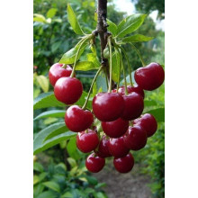 Вишня домашня Словянка (рання) | Prunus cerasus Slavyanka | Вишня домашняя Славянка (ранняя)