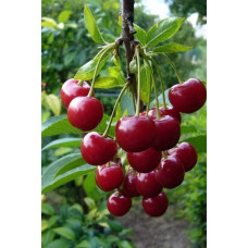 Вишня домашня Словянка (рання) | Prunus cerasus Slavyanka | Вишня домашняя Славянка (ранняя)