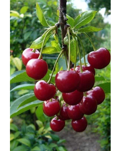 Вишня домашня Словянка (рання) | Prunus cerasus Slavyanka | Вишня домашняя Славянка (ранняя)