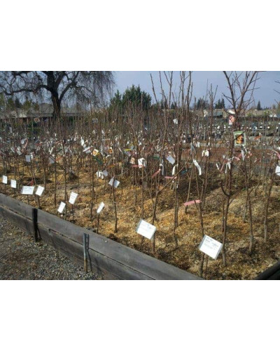Вишня домашня Словянка (рання) | Prunus cerasus Slavyanka | Вишня домашняя Славянка (ранняя)