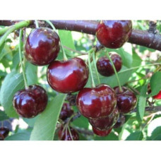 Вишня домашня Словянка (рання) | Prunus cerasus Slavyanka | Вишня домашняя Славянка (ранняя)