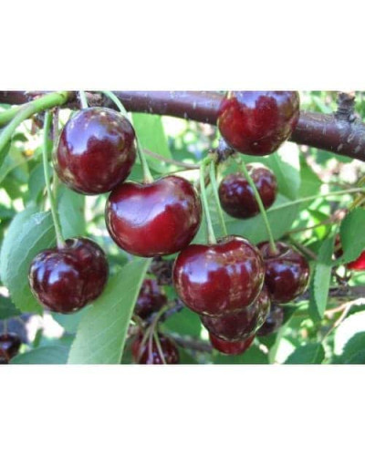 Вишня домашня Словянка (рання) | Prunus cerasus Slavyanka | Вишня домашняя Славянка (ранняя)
