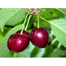 Вишня домашня Словянка (рання) | Prunus cerasus Slavyanka | Вишня домашняя Славянка (ранняя)