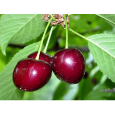Вишня домашня Словянка (рання) | Prunus cerasus Slavyanka | Вишня домашняя Славянка (ранняя)