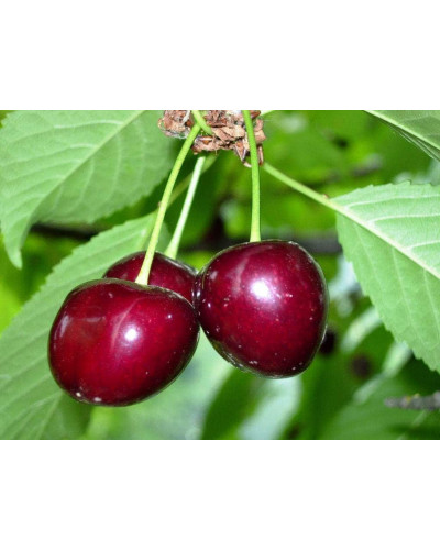 Вишня домашня Словянка (рання) | Prunus cerasus Slavyanka | Вишня домашняя Славянка (ранняя)