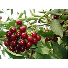 Вишня домашня Словянка (рання) | Prunus cerasus Slavyanka | Вишня домашняя Славянка (ранняя)