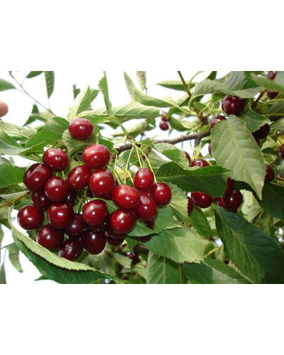Вишня домашня Словянка (рання) | Prunus cerasus Slavyanka | Вишня домашняя Славянка (ранняя)