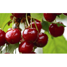 Вишня домашня Словянка (рання) | Prunus cerasus Slavyanka | Вишня домашняя Славянка (ранняя)