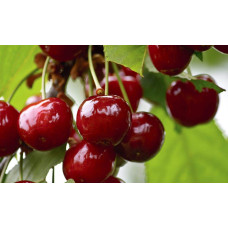 Вишня домашня Словянка (рання) | Prunus cerasus Slavyanka | Вишня домашняя Славянка (ранняя)
