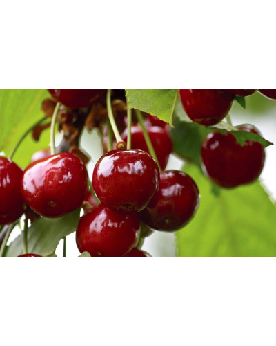 Вишня домашня Словянка (рання) | Prunus cerasus Slavyanka | Вишня домашняя Славянка (ранняя)