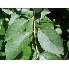 Вишня домашня Словянка (рання) | Prunus cerasus Slavyanka | Вишня домашняя Славянка (ранняя)