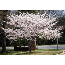 Вишня домашня Словянка (рання) | Prunus cerasus Slavyanka | Вишня домашняя Славянка (ранняя)
