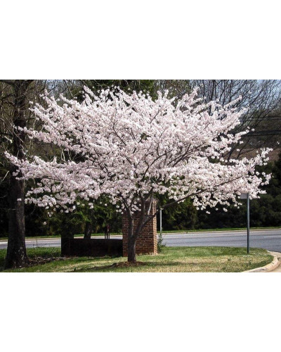 Вишня домашня Словянка (рання) | Prunus cerasus Slavyanka | Вишня домашняя Славянка (ранняя)