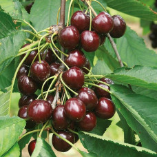 Вишня домашня Словянка (рання) | Prunus cerasus Slavyanka | Вишня домашняя Славянка (ранняя)