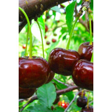 Вишня домашня Ночка (середня) | Вишня домашняя Ночка (средняя) | Prunus cerasus Nochka