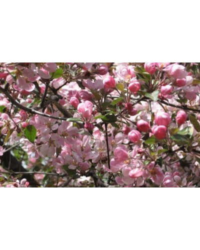 Вишня домашня Ночка (середня) | Вишня домашняя Ночка (средняя) | Prunus cerasus Nochka